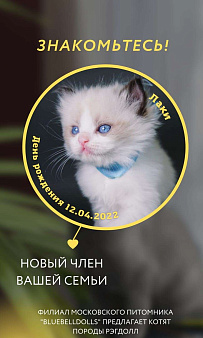 Объявление: Рэгдолл котенок клубный, 55 000 руб., Москва