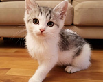 Кошки в Москве: Два милых котенка в дар Разнополые, Бесплатно - фото 1
