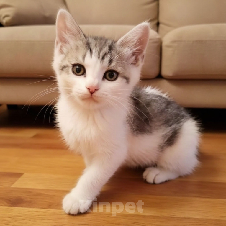 Кошки в Москве: Два милых котенка в дар Разнополые, Бесплатно - фото 1