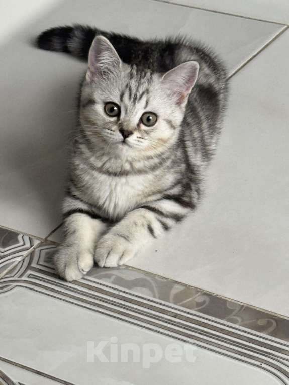 Кошки в Магнитогорске: Милая кошечка Девочка, Бесплатно - фото 2