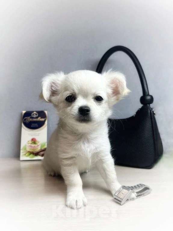 Собаки в Хабаровске: Щенок чихуахуа мальчик Мальчик, Бесплатно - фото 1