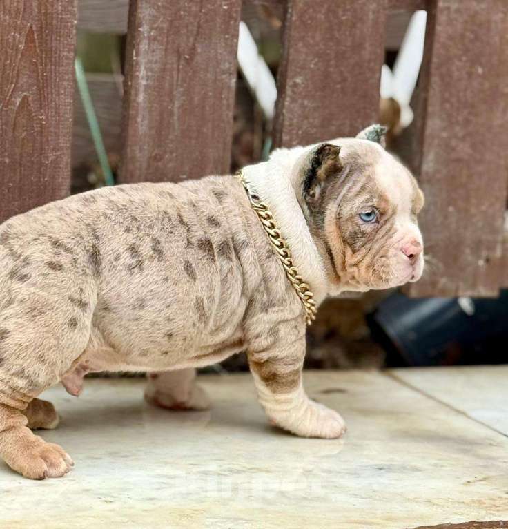 Собаки в других городах Московской области: Американский Булли щенок  Мальчик, 150 000 руб. - фото 2