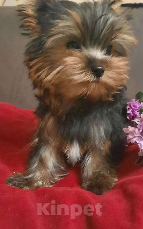 Собаки в Набережных Челнах: Леон,йоркширский терьер Мальчик, 35 000 руб. - фото 7