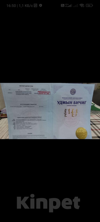 Собаки в Магнитогорске: Банхар(монгольский Волкодав)  Мальчик, 40 000 руб. - фото 2