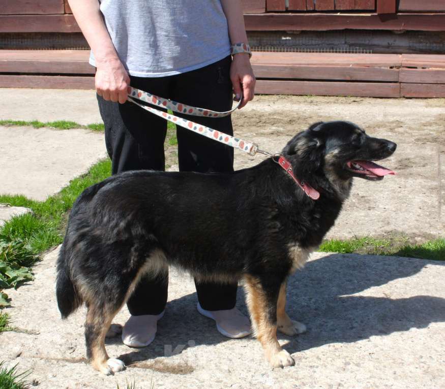 Собаки в Москве: Алиса в поисках любящей семьи Девочка, 100 руб. - фото 10