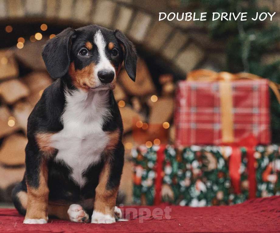 Собаки в Москве: Щенки энтлебухер зенненхунд  Девочка, Бесплатно - фото 4