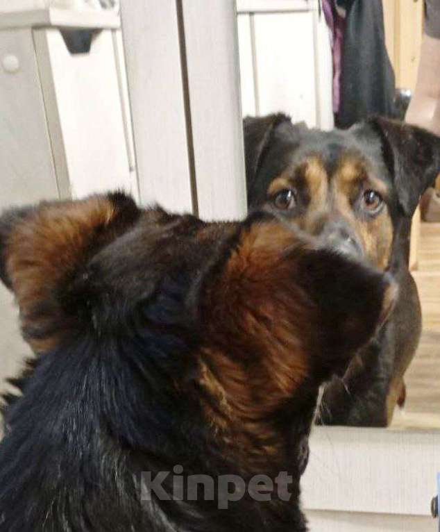 Собаки в Домодедово: Щенок Тим в добрые руки Мальчик, Бесплатно - фото 6