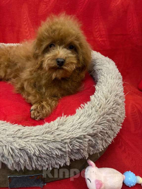 Собаки в Москве: Той  пудель-   Девочка Девочка, 58 000 руб. - фото 2