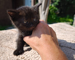 Кошки в Екатеринбурге: Котёнок (девочка) в добрые руки Девочка, Бесплатно - фото 3