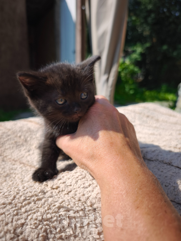 Кошки в Екатеринбурге: Котёнок (девочка) в добрые руки Девочка, Бесплатно - фото 3