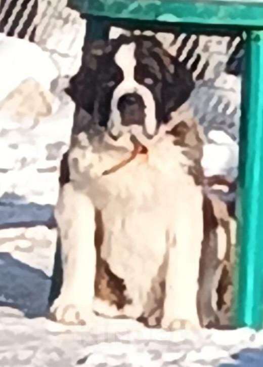 Собаки в Красноярске: Девочка подросток , Красноярск Девочка, 40 000 руб. - фото 1