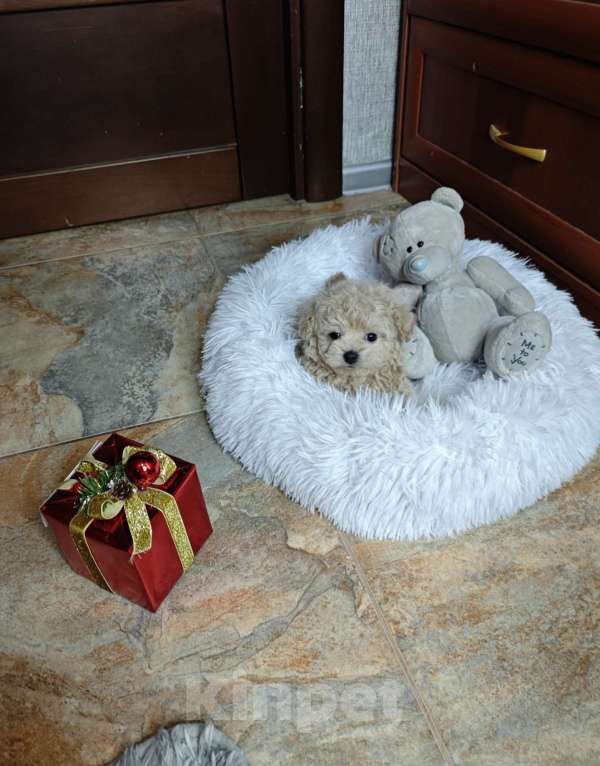 Собаки в Москве: Мальтипу мальчик Тедди  Мальчик, 140 000 руб. - фото 3