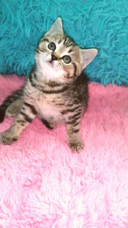 Кошки в Москве: Ш Девочка, 10 000 руб. - фото 6