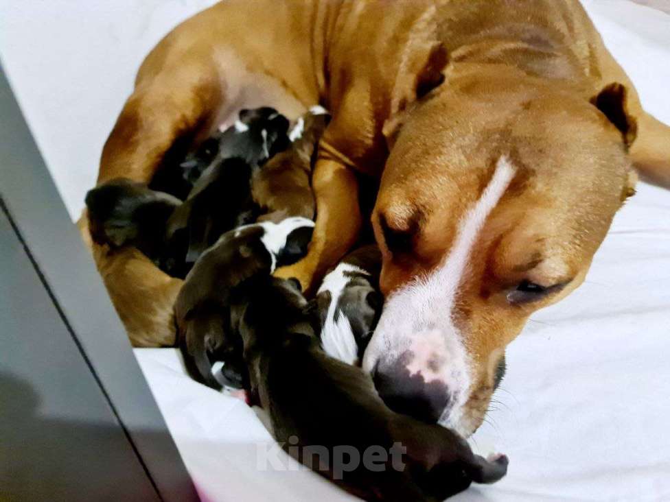 Собаки в Саке: Продажам Мальчик, 15 000 руб. - фото 1