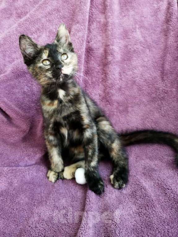 Кошки в Санкт-Петербурге: Котёнок, милая звездочка с красивым окрасом Девочка, Бесплатно - фото 5