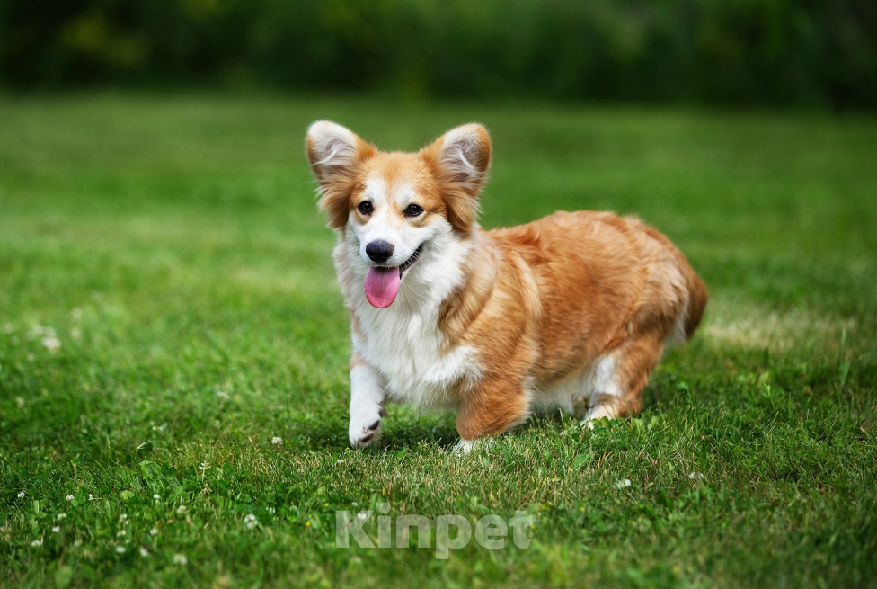 Собаки в Нижнем Новгороде: Прекрасные коржики-итальянцы Мальчик, Бесплатно - фото 2