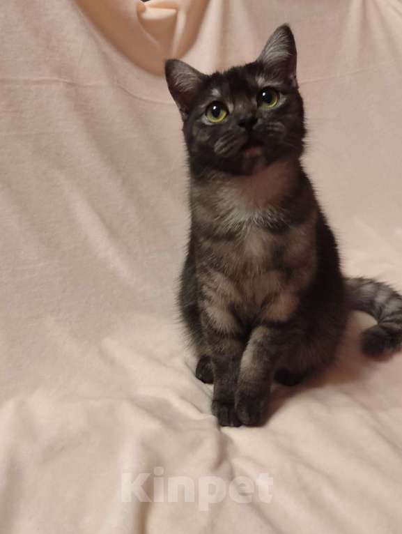 Кошки в Москве: Кошка британская Девочка, 15 000 руб. - фото 2