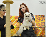 Кошки в Санкт-Петербурге: Вязка невский маскарадный кот Мальчик, 25 000 руб. - фото 3
