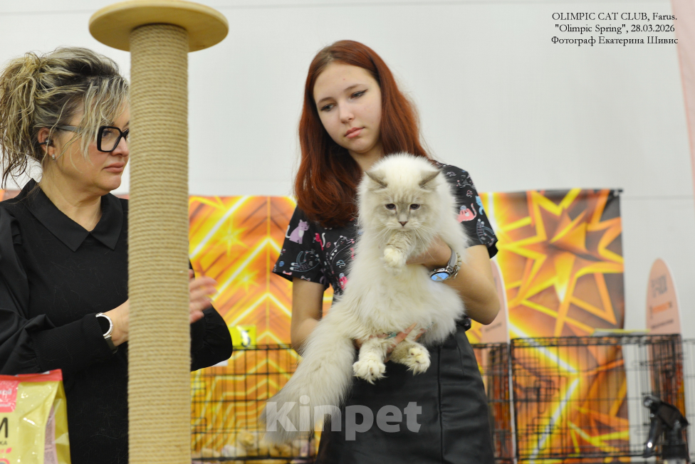 Кошки в Санкт-Петербурге: Вязка невский маскарадный кот Мальчик, 25 000 руб. - фото 3