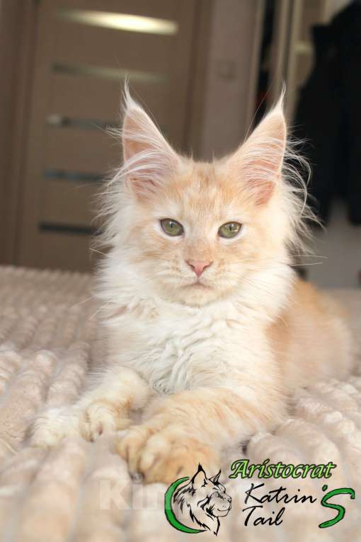 Кошки в Санкт-Петербурге: Мейн-Кун Полидакт Мальчик Мальчик, 50 000 руб. - фото 4