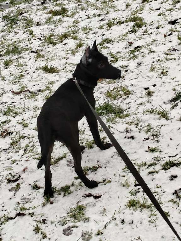 Собаки в Санкт-Петербурге: Отдам в хорошие руки Девочка, 1 руб. - фото 4