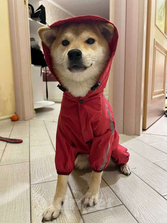 Собаки в Москве: Девочка Сиба-Ину Девочка, 15 000 руб. - фото 4