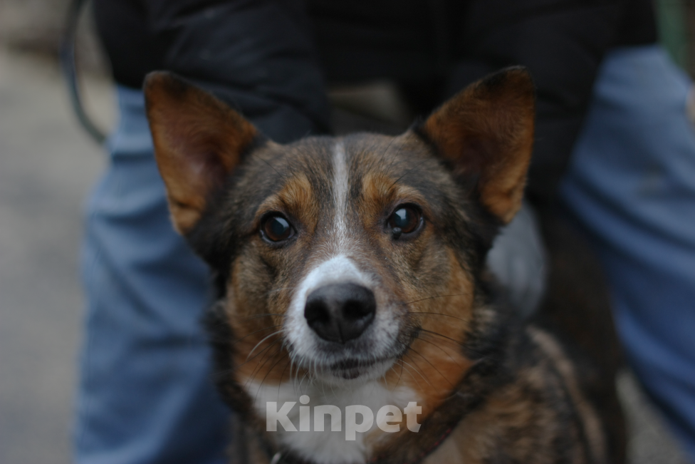 Собаки в Москве: Потеряшка Бориска Мальчик, Бесплатно - фото 4