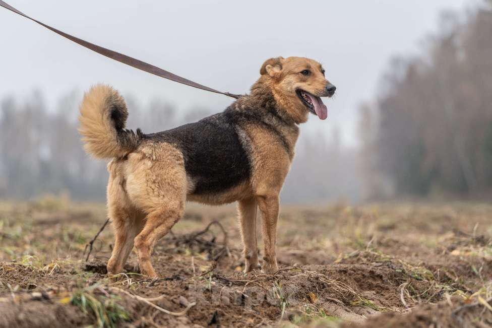 Собаки в Клине: Лана - светлая и нежная собачка Девочка, Бесплатно - фото 4