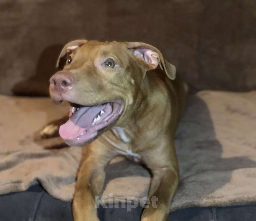 Собаки в Новосибирске: Щенок американского питбультерьера  Девочка, 25 000 руб. - фото 3