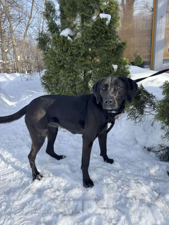 Собаки в Москве: Собака бесплатно в Москве Девочка, Бесплатно - фото 3