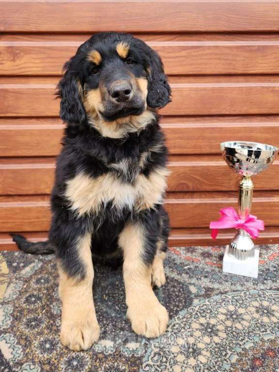 Собаки в Иркутске: Девочка розовая лента Девочка, 50 000 руб. - фото 2