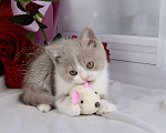 Кошки в Мурином: Британский котик окраса лиловый биколор Мальчик, 30 000 руб. - фото 6