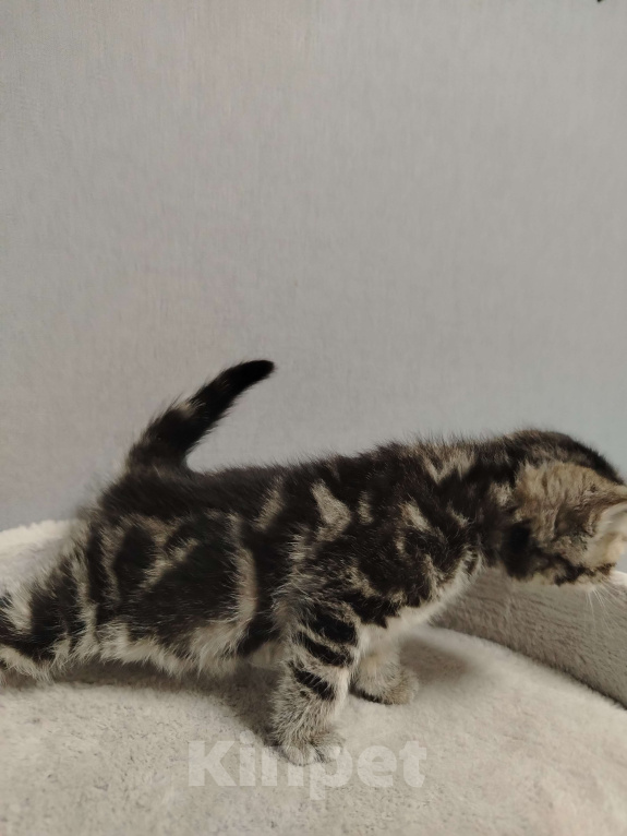 Кошки в Москве: Шотландская прямоухая девочка Девочка, 20 000 руб. - фото 3