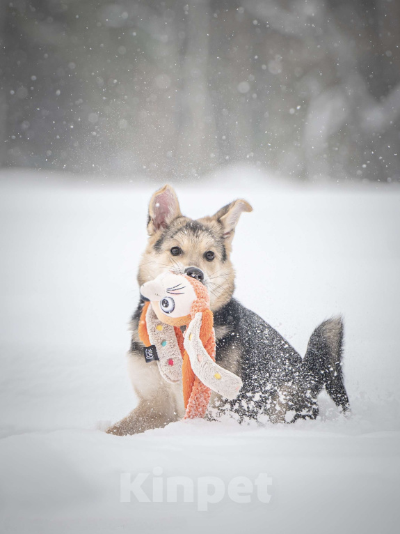 Собаки в Клине: Мира — звонкое счастье Девочка, Бесплатно - фото 3