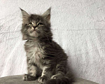Кошки в Барнауле: Котята Мейн-Кун Девочка, 15 000 руб. - фото 4