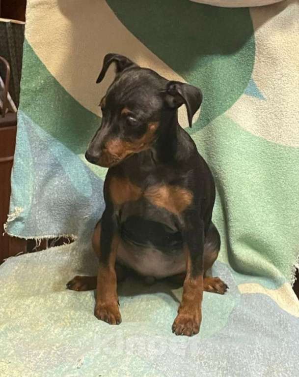 Собаки в других городах Ленинградской области: Породные щенки цвергпинчера Девочка, 40 000 руб. - фото 2