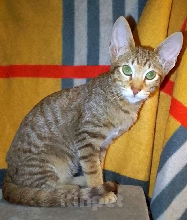 Кошки в Москве: Ориентальные котята  Девочка, 15 000 руб. - фото 6