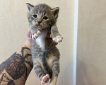 Кошки в Волгограде: Отдаю котят в добрые руки Девочка, Бесплатно - фото 2