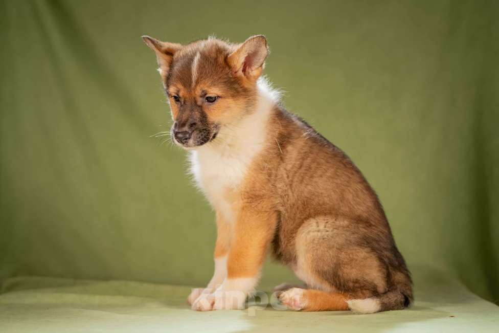 Собаки в Клине: Кешью - трепетная малышка Девочка, Бесплатно - фото 7