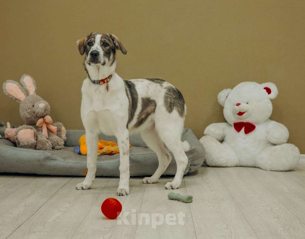 Собаки в Москве: Щенки бесплатно в Москве Девочка, Бесплатно - фото 3