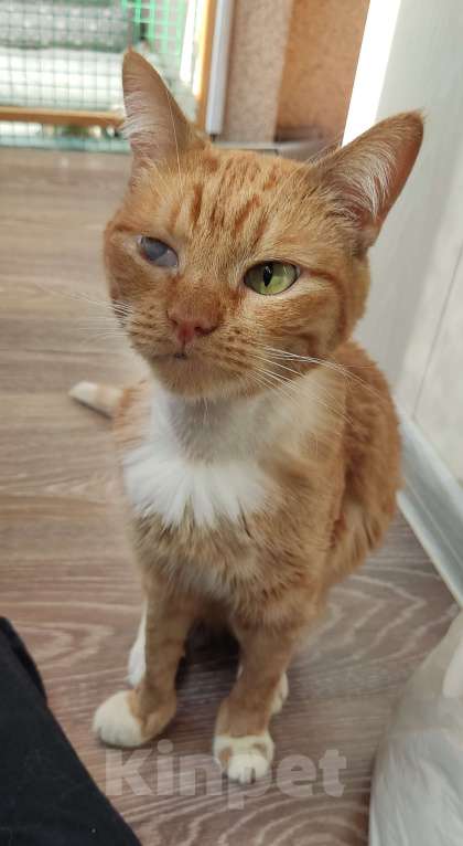 Кошки в Москве: Кошка Рыжуля в добрые руки  Девочка, Бесплатно - фото 3