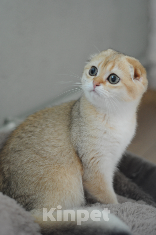 Кошки в Бахчисарае: Шотландская кошечка в разведение  Девочка, 75 000 руб. - фото 6