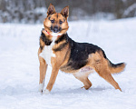 Собаки в Солнечногорске: Компактная собачка в добрые руки Девочка, Бесплатно - фото 6