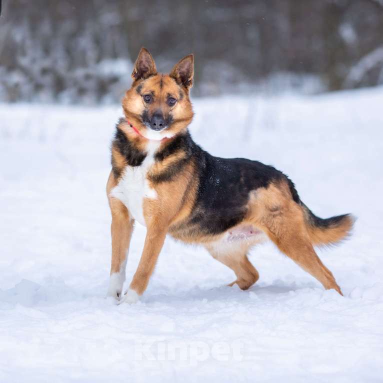 Собаки в Солнечногорске: Компактная собачка в добрые руки Девочка, Бесплатно - фото 6