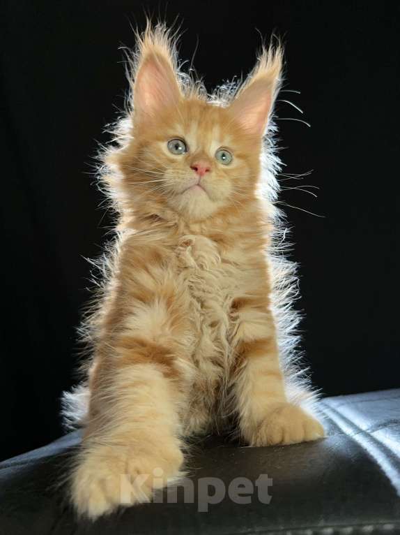 Кошки в Москве: Vasilisa Ventura-House.com Девочка, 100 000 руб. - фото 2