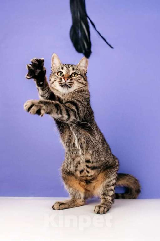 Кошки в Москве: Ручная Супер-кошь Тома Девочка, 1 руб. - фото 5