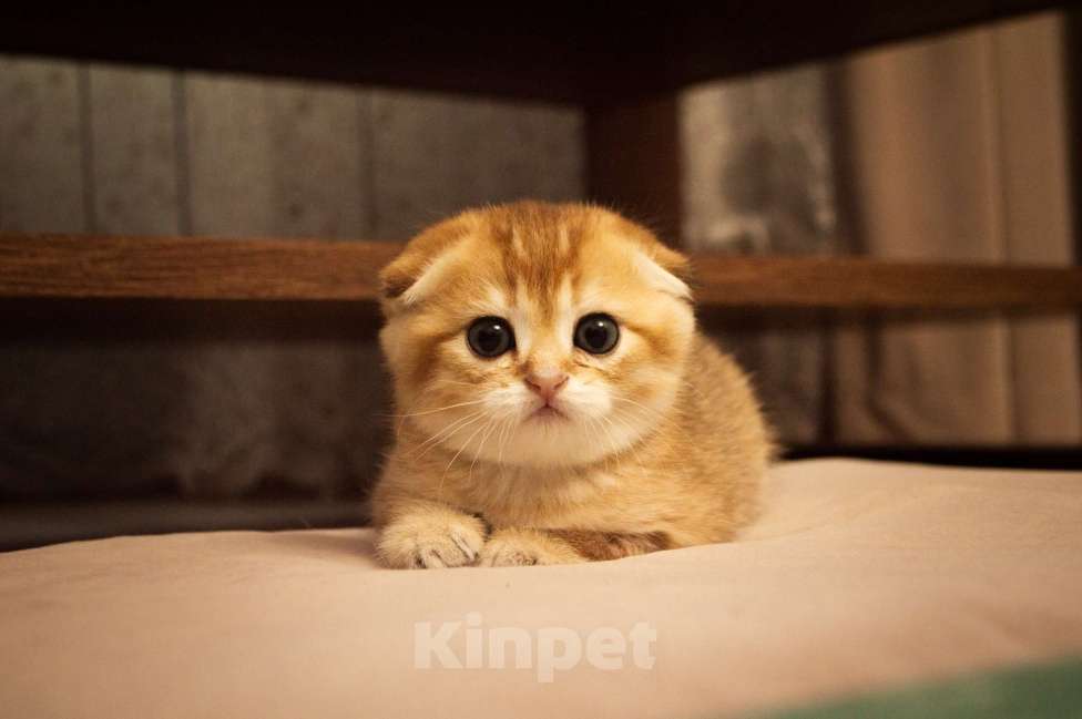 Кошки в Липецке: Шотландец 2 Мальчик, 28 000 руб. - фото 3