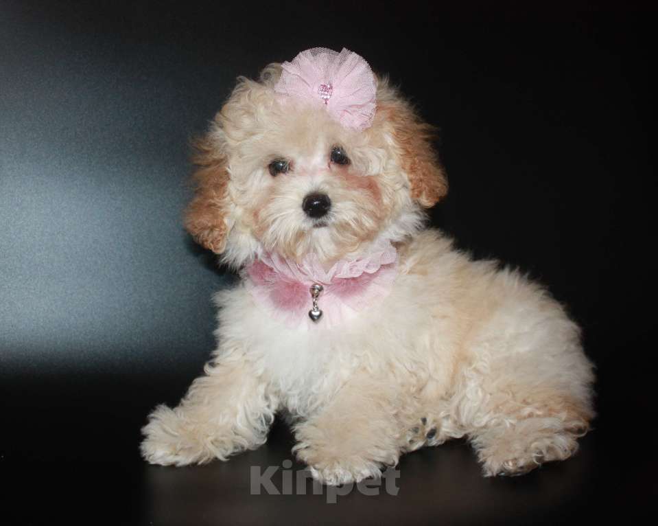 Собаки в Москве: мальтипу мини Девочка, 60 000 руб. - фото 3