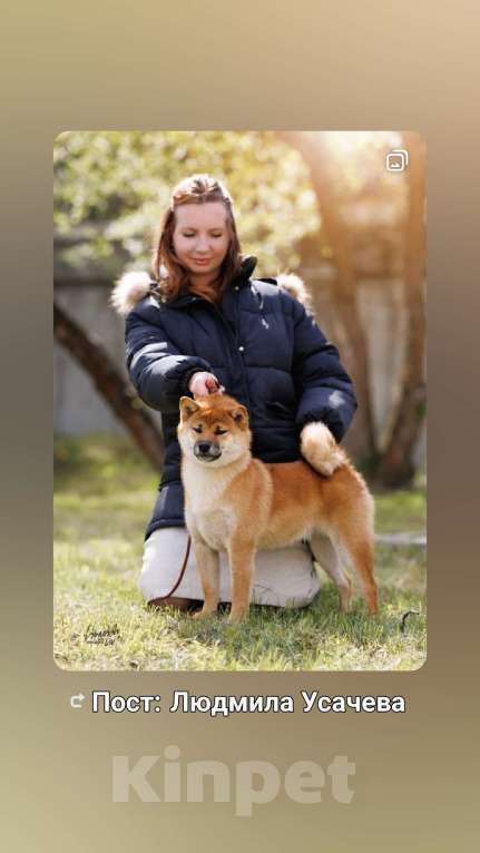 Собаки в других городах Московской области: Щенок сиба ину. Мальчик, 60 000 руб. - фото 1