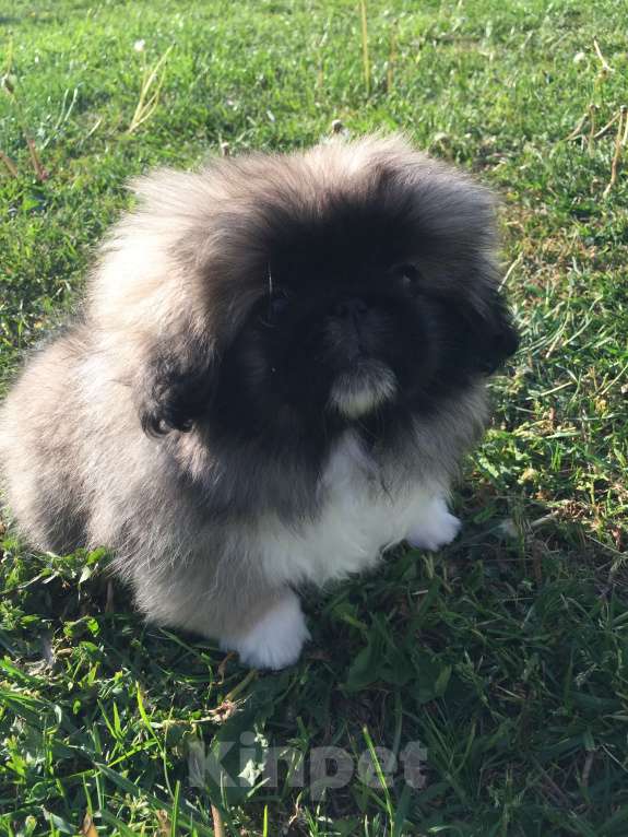 Собаки в Калининграде: Щенки пекинеса с родословной Мальчик, 30 000 руб. - фото 4